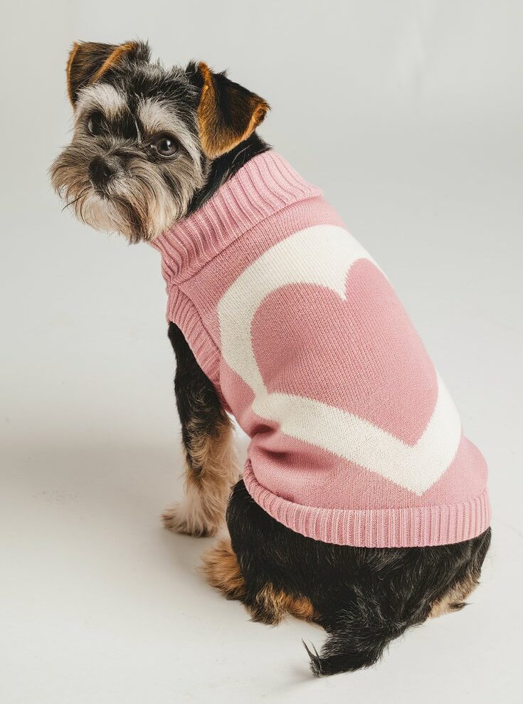 Top Trends in Designer Dog Apparel for Fashion-Forward Pets