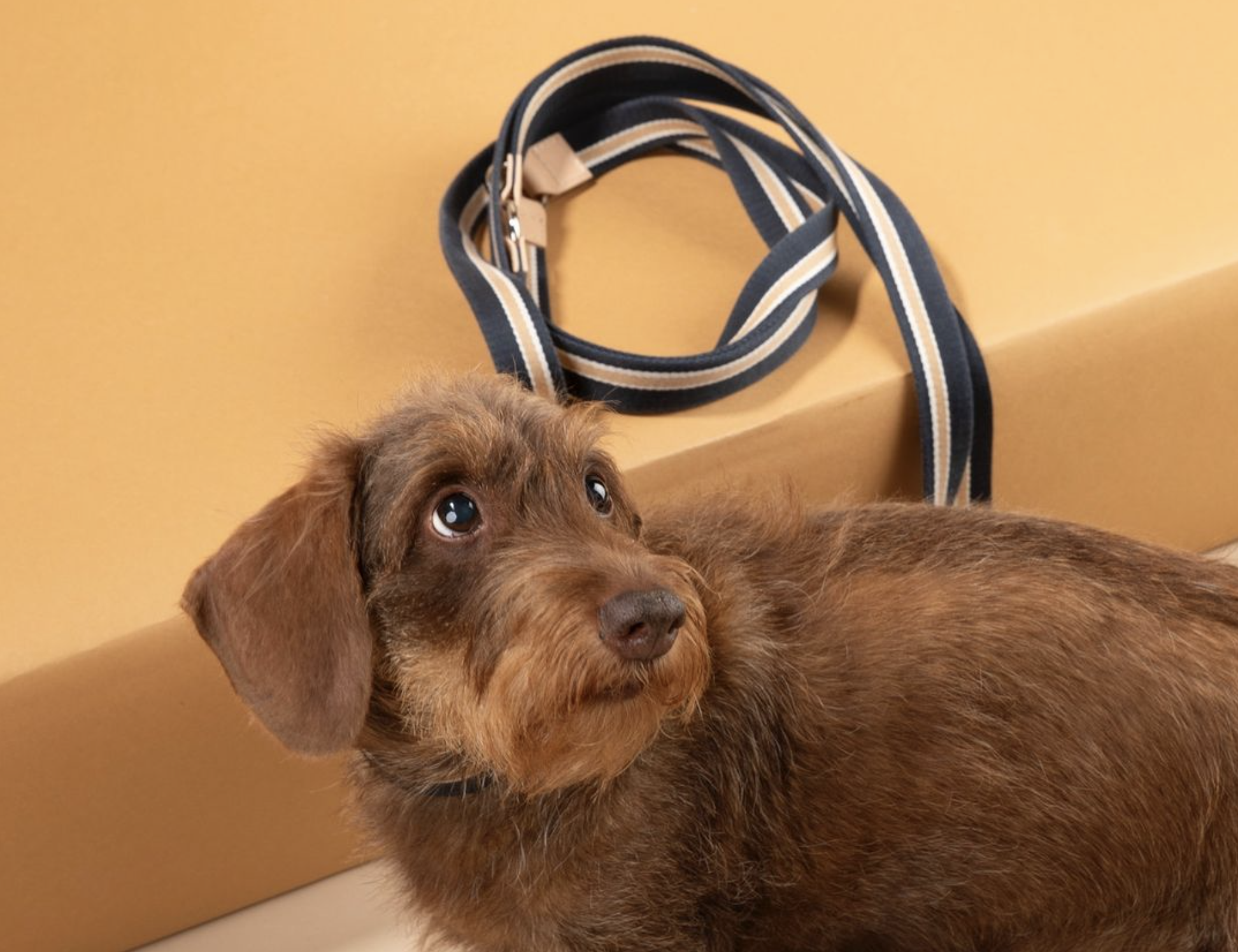 Why High-End Dog Leashes Are Worth the Investment